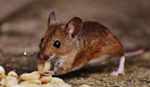 24 Hour & Emergency Exterminators in Staunton Park, VA